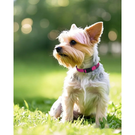 Small Dog Collar, Reflective and Adjustable Nylon Collar w/Quick-Release Buckle