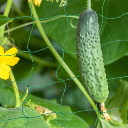 78.74" x 196.85" Garden Plants Trellis Cage Netting, Garden Vine Growing
