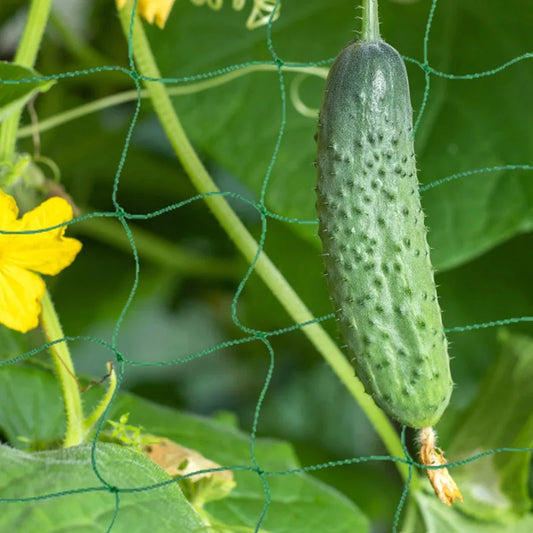78.74" x 196.85" Garden Plants Trellis Cage Netting, Garden Vine Growing